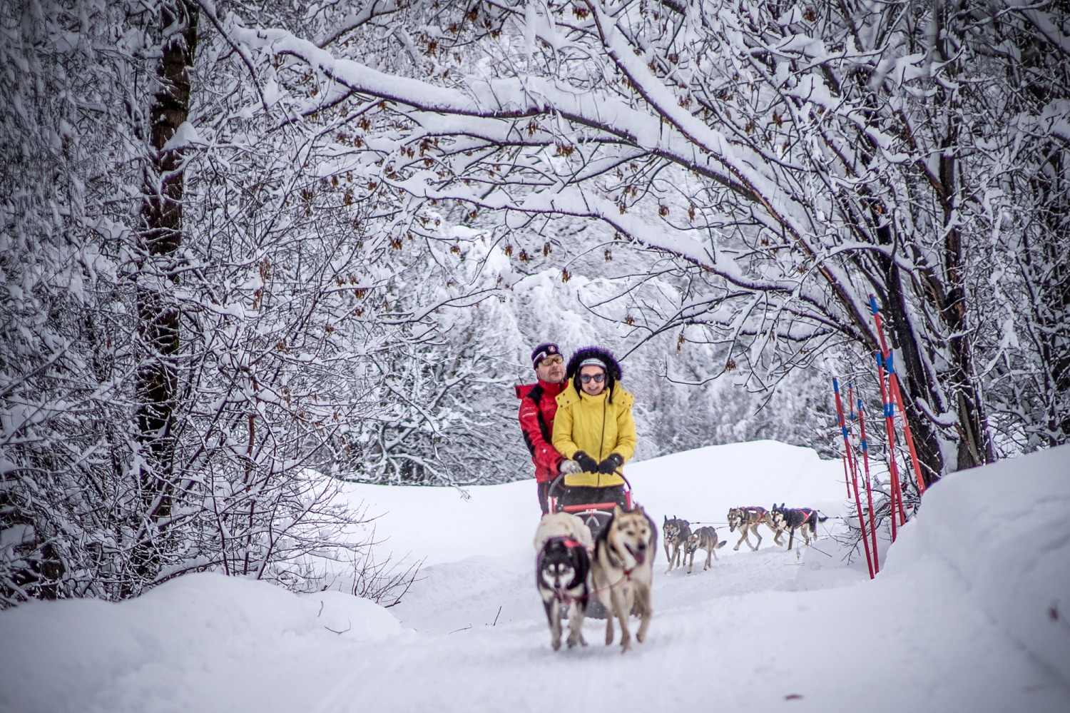 dog-sled-aosta-valley