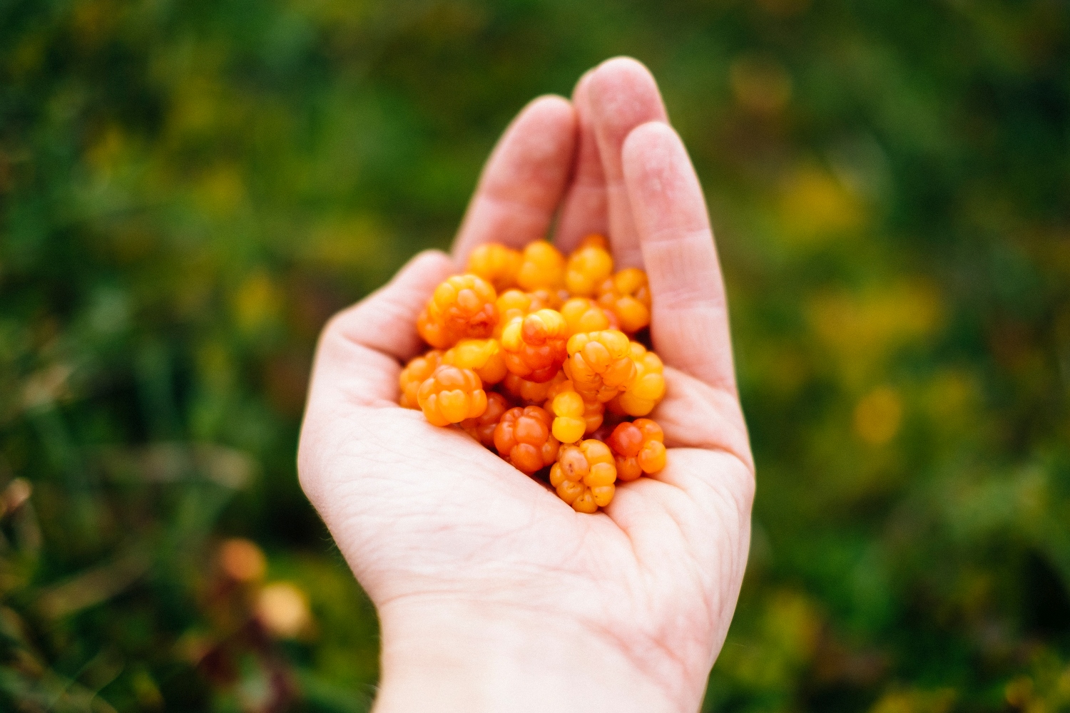 cloudberry